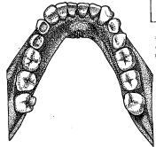 आ. ९. खालच्या जबड्यातील कायम दातांची रचना 
