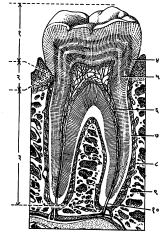 आ. १२. दाताचे स्थूल विभाग व सूक्ष्म रचना : (१) शिखर, (२) दंतप्रीवा, (२) दतमूल, (४) दंतवल्क, (५) दंतिन, (६) दंतगर, (७) संधानक, (८) परिदंतकला, (९) जबड्याचे हाड, (१०) दंतमूलाच्या टोकातील छिद्र व त्यातून शिरणाऱ्या रक्तवाहिन्या आणि तंत्रिका.