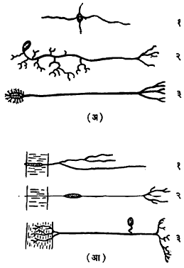 आ. ५. निरनिराळ्या प्राण्यांतील तंत्रिका कोशिका : (अ) प्रेरक तंत्रिका कोशिका : (१) आंतरगुही प्राणी, (२) गांडूळ, (३) पृष्ठवंशी प्राणी (आ) संवेदी तंत्रिका कोशिका : (१) आंतरगुही प्राणी, (२) मृदुकाय प्राणी, (३) पृष्ठवंशी प्राणी.
