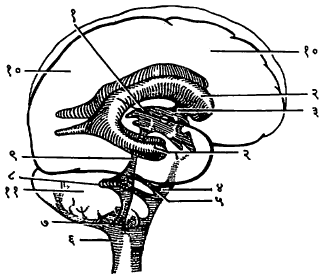 आ. १३. मस्तिष्क विवरे : (१) तिसरे मस्तिष्क विवर, (२) पार्श्वमस्तिष्क विवर, (३) मन्रो रंध्र, (४) मस्तिष्क सेतू कुंड, (५) लुश्का रंध्रे, (६) बृहत् कुंड, (७) माझँडी रंध्र, (८) चौथे मस्तिष्क विवर, (९) सिल्व्हिअस नाल किंवा मस्तिष्क नाल, (१०) प्रमस्तिष्क गोलार्ध, (११) निमस्तिष्क.