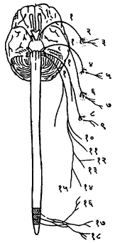 आ. २६. परानुकंपी तंत्रिका तंत्र व अंतस्त्यांना होणारा तंत्रिका पुरवठा : मस्तिष्क विभाग : (१) मस्तिष्क तंत्रिका, (२) लोमशकाय गुच्छिका, (३) डोळ्यातील बाहुली आकुंचक, (४) जतुकतालू गुच्छिका, (५) अश्रू ग्रंथी, (६) निम्न अधोहनू गुच्छिका, (७) निम्न अधोहनू लाला ग्रंथी व अधोजिव्ह लाला ग्रंथी, (८) कर्ण गुच्छिका, (९) अनुकर्ण लाला ग्रंथी, (१०) श्वासनलिका व फुप्फुसे, (११) आहार नाल (अन्नमार्ग), (१२) यकृत, (१३) पित्ताशय, (१४) अग्निपिंड, (१५) वृक्क (मूत्रपिंड) त्रिक विभाग : (१६) मूत्राशय, (१७) बृहदांत्राचा शेवटचा भाग व गुदाशय, (१८) बाह्य जननेंद्रिये.
