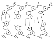 आ. ४. डीएनएची संरचना : अ – ॲडेनीन, थ – थायमीन, स – सायटोसीन, ग – ग्वानीन, फ – फॉस्फेट, श – डीऑक्सिरिबोज (शर्करा). 