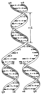 आ. ५. वॉटसन व क्रिक यांनी सुचविलेली डीएनए रेणूची प्रतिकृती : अ – ॲडेनीन, थ – थायमीन, स – सायटोसीन, ग - ग्वानीन.