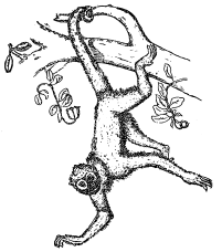 आ.४. स्पायडर मंकी (कोळी माकड अँटिलिस पेंटाडॅक्टिलस)
