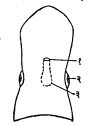 आ.१. लँप्रीच्या डोक्याचे पृष्ठीय दृश्य : (१) मध्य नासाद्वार, (२) डोळा, (३) अंध नासा-मूलजनक कोश.