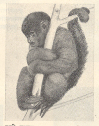 वूली माकड