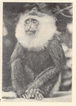 कोलोंबस माकड