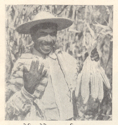 मका : मेक्सिकोचे प्रमुख कृषिउत्पादन.