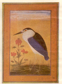 बयाक पक्षी : दारा शकीहच्या संग्रहिकेतील चित्र, १६३५.