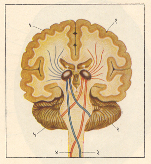 आ.१. मेंदूतील तंत्रिका मार्ग व्यत्यसन : (१) डावा मस्तिष्क गोलार्ध, (२) डावा निमिस्तिष्क गोलार्ध, (३) शरीराचा डावा भाग व उजवा प्रमस्तिष्क गोलार्ध यातील तंत्रिका मार्ग, (४) शरीराचा उजवा भाग व डावा प्रमस्तिष्क गोलार्ध यातील तंत्रिका मार्ग, (५) उजवा निमिस्तिष्क गोलार्ध, (६) उजवा प्रमस्तिष्क गोलार्ध.