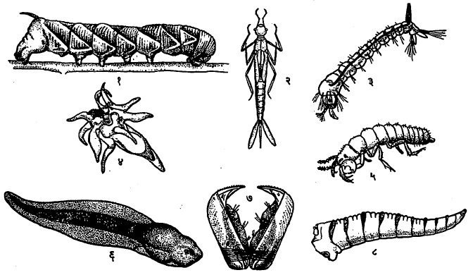 डिंभांचे काही नमुने : (१) फुलपाखराचा किंवा पतंगाचा डिंभ (सुरवंट), (२) चतुर या कीटकाचा डिंभ, (३) डासाचा डिंभ, (४) समुद्री-अर्चिनाचा डिंभ, (५) सिकाडा या कीटकाचा डिंभ, (६) बेडकाचा डिंभ (भैकेर), (७) गोड्या पाण्यातील कालवाचा डिंभ, (८) माशीचा डिंभ.