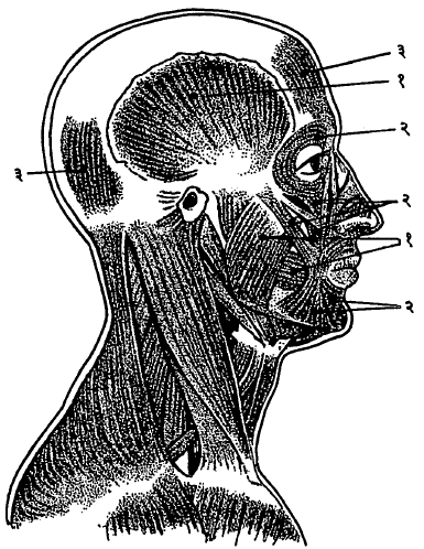 मानवी डोक्याच्या व मानेच्या बाजूचे स्नायू : (१) चर्वणाचे स्नायू, (२) चेहऱ्याचे भावदर्शक स्नायू, (३) शिरोवल्काचे स्नायू.