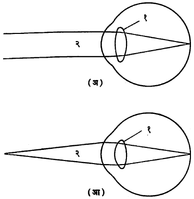 आ. २. नेत्र-अनुकूलन : (अ) दूरच्या वस्तूपासून येणारे समांतर किरण प्रणमनानंतर जालपटलावर केंद्रित होतात : (१) काच, (२) समांतर किरण (आ) जवळच्या वस्तूपासून येणारे अपसारी किरण व यांचे केंद्रीभवन (काचेची बहिर्गोलता वाढलेली आढळते) : (१) काच, (२) अपसारी किरण.