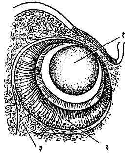 आ. ७. म्युरेक्स या समुद्री गोगलगायीचा मोठा व जटिल डोळा : (१) भिंग, (२) जालपटल कोशिका, (३) दृक्‌तंत्रिका.