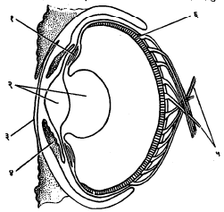 आ. ९. ऑक्टोपसाचा डोळा : (१) लोमश स्नायू, (२) भिंग, (३) स्वच्छमंडल, (४) कनीनिका, (५) दृक्‌तंत्रिका, (६) जालपटल.