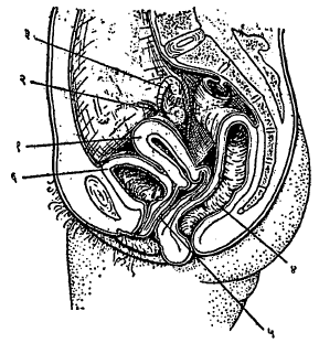 आ. ४. स्त्रीची अंतर्गत जननेंद्रिये : (१) गर्भाशय, (२) अंडाशय, (३) अंडवाहिनी, (४) गुदांत्र, (५) योनिमार्ग, (६) मूत्राशय.