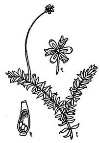 आ. १. एलोडिया : (१) पानाफुलांसह फांदी, (२) फूल, (३) किंजपुटाचा उभा छेद.