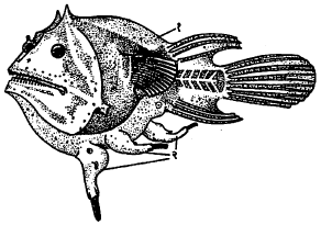 आ. २. सत्य जीवोपजीविता : इड्रिओलिक्नस श्मिड्टी : (१) माशाची वाढलेली मादी, (२) मादीच्या रक्तावर पोसले जाणारे नर मासे.