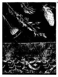 फॉक्स टॉलबट यांनी रेखाटलेली पिसे व लेस यांची छायाचित्रणयोग्य रेखाचित्रे, १८३९.