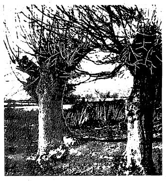 मेणकागदावरील विलो वृक्षांचे छायाचित्र, १८५४.