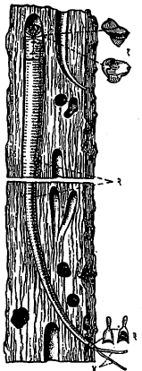 टेरेडो नेव्हॅलिस (एका लाकडाच्या तुकड्यात असलेला) : (१) कवचाची पुटे, (२) नळी, (३) निनालांना आधार देणारी लहान कॅल्शियममय तकटे, (४) निनाल.