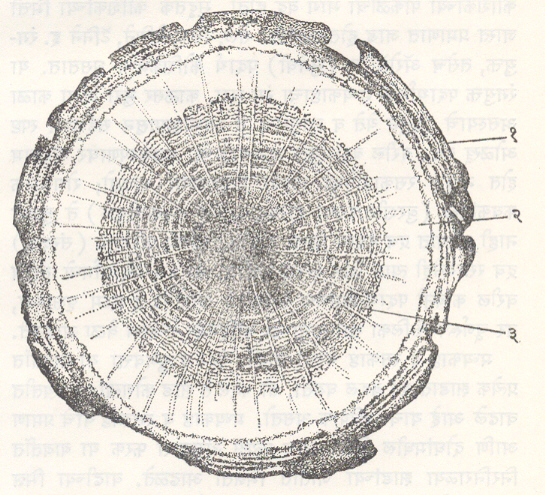 ओक वृक्षाच्या खोडाचा आडवा छेद : ( १ ) साल, ( २ ) रसकाष्ठ, ( ३ ) मध्यकाष्ठ.