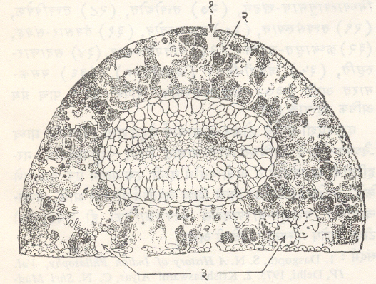 आ. २. शंकुमंत वृक्षाच्या ( पायनस रेझिनोझा ) पानाचा आडवा छेद : ( १ ) त्वग्रंध्रं, ( २ ) मध्योतक, ( ३ ) राळ - नलिका.