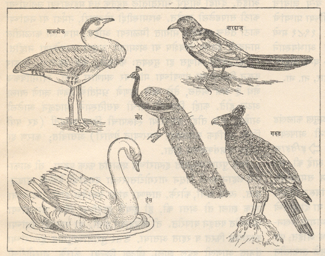 भारतातील काही पक्षी