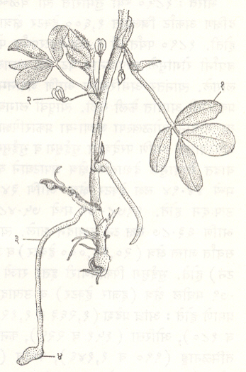 आ. १. भुईमुगाचे झाड : (१) पर्णक, (२) फूल, (३) किंजधर (देठ), (४) विकसित होणारी शेंग.