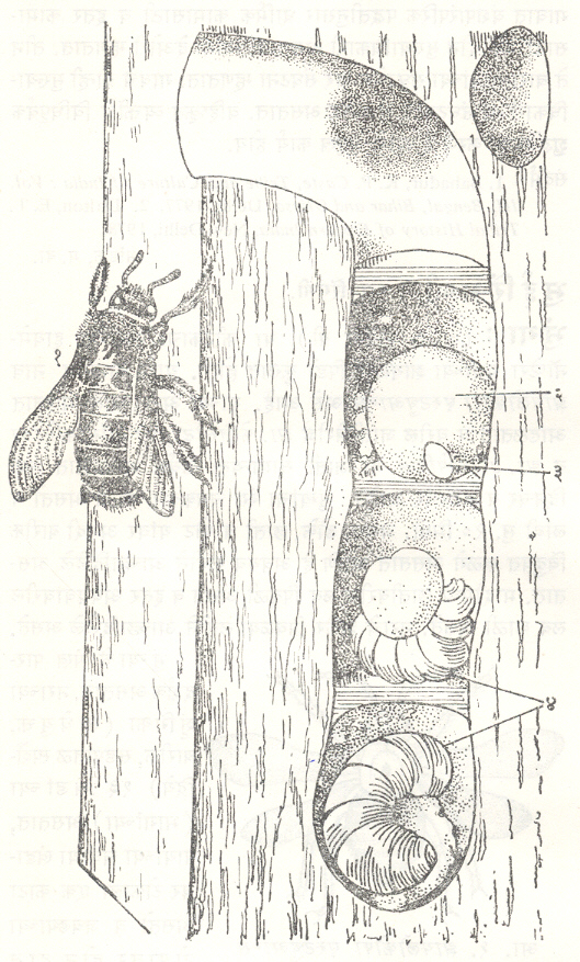 आ. २. भुंग्याने भोके पाडलेल्या लाकडाचा उभा छेद : (१) प्रौढ भुंगा, (२) मध व पराग कण यांचे मिश्रण, (३) अंडे, (४) अळ्या.