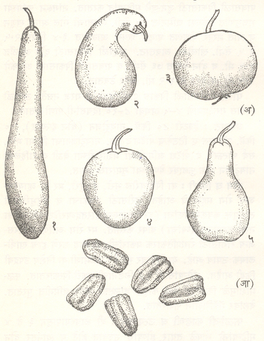 दुधी भोपळा : (अ) फळांचे विविध आकार : (१) लांबट (बाटलीसारखा), (२) चंबूसारखा, (३) गोल थबका, (४) गोल, (५) चंवूसारखा (आ) बिया.