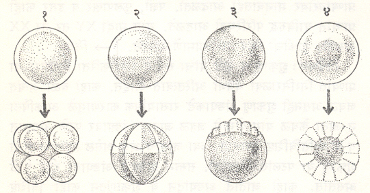 आ. १. अंड्यांचे प्रकार व विदलनाचे आकृतिबंध (अंड्याचा प्रकार त्यात सामावलेल्या पीतकावर अवलंबून असतो पीतकाचे वितरण बारीक टिपक्यांनी दर्शविले आहे पीतकाच्या वितरणावर विदलनाचा आकृतिबंध अवलंबून असतो) : (१) समपीतकी, समविभाजी व पूर्णमंजी (३) अमर्यादित गोलार्धपीतकी, तंब्कडीसदृश विभाजी व अर्धमंजी (४) केंद्रपीतकी, पृष्ठस्थ विभाजी व अर्धभंजी. 