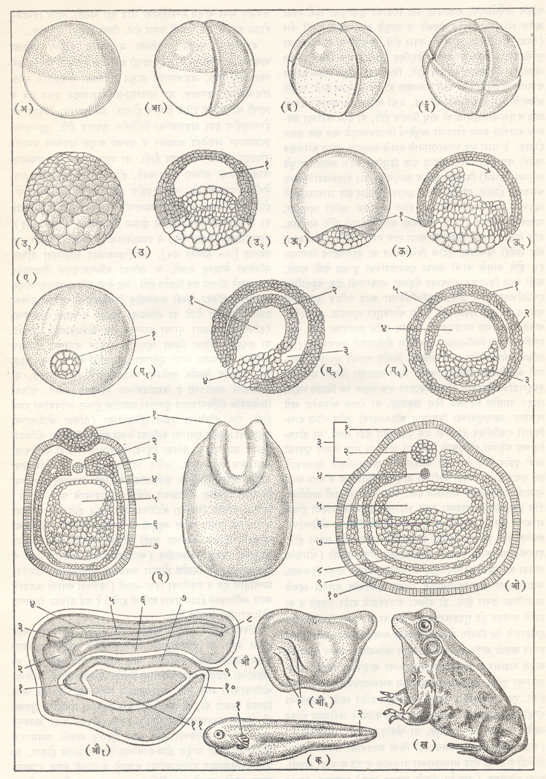 आ. ७. बेडकाचा भ्रूणविकास : (अ) युग्मज : (१) सक्रिय ध्रुव, (२) अल्पवधीं ध्रुव (आ) द्विकोशिका अवस्था (इ) चतुष्कोशिका अवस्था (ई) अष्टकोशिका अवस्था (उ) एकभित्किका : (उ १) वाह्यांग, (उ २) आंतरांग : (१) कोरकगुहा (ऊ) आद्यास्त्रूणाची प्रारंभिक अवस्था : (ऊ १) वाह्यांग, (ऊ २) आंतरांग : (१) कीरकरंध्राची पृष्ठभागीय घडी (ए) पीतक गुडदी अवस्था : (ए १) बाह्यांग : (१) पीतक गुडदी, (ए २) अनुदैर्घ्य छेद : (१) आद्यांत्र, (२) आद्यांवाचे छत, (३) कोरकगुहा, (४) पीतक गुडदी, (ए ३) अनुप्रस्थ छेद : (१) बाह्यस्तर, (२) मध्यस्तर, (३) अंतःस्तर, (४) आद्यांत्र, (५) आद्यांत्राचे छत (ऐ) तंत्रिका दुमड अवस्था : (१) तंत्रिका दुमडी, (२) पृष्ठरज्जू, (३) देहगुहा, (४) मध्यस्तर, (५) आद्यांत्र, (६) अंतःस्तर, (७) यकृत, (८) आंतरांग मध्यस्तर, (९) देहगुहा, (१०) कायिक मध्यस्तर (औ) पुच्छ कलिका अवस्था : (औ१) अनुदैर्घ्य छेद : (१) यकृत, (२) अग्रमस्तिष्क, (३) मध्यमस्तिष्क, (४) पश्चमस्तिष्क, (५) मेरुरज्जू, (६) मध्यस्तर, (७) पचन मार्ग, (८) पृष्ठरज्जू, (९) गुद, (१०) बाह्यत्वचा, (११) पीतक (अंतःस्तरातील कोशिकांमधील पचन मार्गाचा जाड तळ या कोशिकांचा वनलेला असतो), (औ)२ बाह्य दृश्य : (१) क्लोम-दरणे (क) भैकेर : (१) बाह्य क्लोम, (२) सेपटी (ख) प्रौढ बैडूक. ---⟶ 