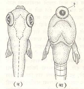 आ. ९. माशाच्या डिंभातील सायुक्लोपिया विकृती : (अ) प्राकृतिक डिंभ (आ) मध्यनेत्र असलेला डिंभ : (१) डोळा.
