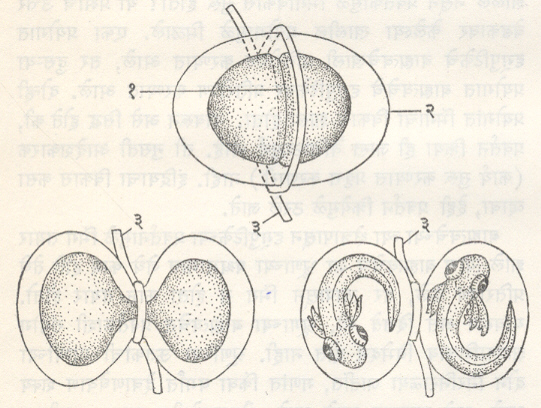 आ. १०. सॅलॅमॅडराच्या अंड्यापासून प्रावर्तनाने निर्माण केलेले जुळे : (१) विदलन खाच, (२) जिलेटीनयुक्त पटल, (३) रेशमी धागा.