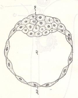 आ. १६. मानवी कोरकपुटी : (१) अंतःस्थ कोशिका पुंज अथवा भ्रूणजनक, (२) कोरकगुहा, (३) बाह्य कशिका पुंज. 