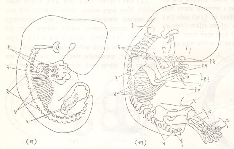 आ. ३०. भ्रूणातील कंकाल तंत्र : (अ) ११ मिमी. लांबीच्या (३८ दिवसांच्या) भ्रूणातील कंकाल तंत्र : (१) अंसमेखला व हाताचे मूलरूप, (२) स्कंधास्थी, (३) कशेरुक मूलरूप, (४) फासळ्यांचे मूलरूप, (५) श्रोणिमेखलेचे व पायाचे मूलरूप (आ) २० मिमी. लांबीच्या (४७ दिवसांच्या) भ्रूणाचे कंकाल तंत्र : (१) पश्चकपालास्थी, (२) कशेरुक, (३) स्कंधास्थी, (४) फासळ्या, (५) त्रिकास्थी, (६) माकड हाड, (७) घोटा व पावलातील हाडे, (८) गुडघा व घोटा यांच्या मधल्या भागातील हाडे, (९) ऊर्वस्थी, (१० भुजास्थी, (११) प्रबाहूतील हाडे, (१२) मनगट व हातातील हाडे, (१३) उरोस्थी. 