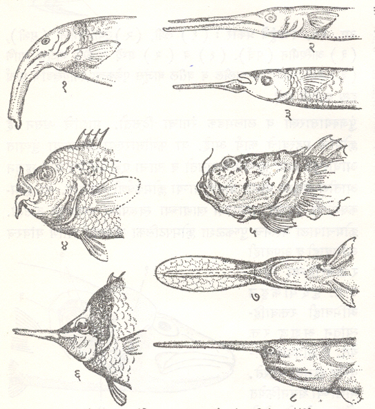 आ.१३. माशांच्या मुखांचे आकार : (१) एलेफंट मॉर्मिरीड मासा (ग्नॅथोनीमस एलिफस), (२) टोकी मासा (स्ट्राँगिल्यूरा लाँगीरॉस्ट्रीस), (३) संटोकी मासा (हायपोऱ्‍हँफस युनिफॅसिएटस), (४) जाड ओठांचा मोजरा(सिक्लॅसोमा लोवोचीलस), (५) तारावेधी (झॅलिस्कोपस टोसी), (६) लांबनाक्या वटरफ्लाय फिश (फोर्सीपायजर लॉगीरॉस्ट्रीस), (७ व ८) पॅडलफिश (पॉलिओडॉन स्पॅथुला) (७-वरून दिसणारे दृश्य व ८-पार्श्व दृश्य). 