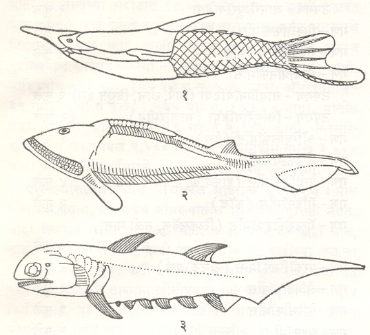 आ. ३१ जीवाश्मरुप चिलखती मासे : (१) टेरॅस्पिस, (२) सेफॅलॅस्पिस, (३) ॲकँथोडस. 