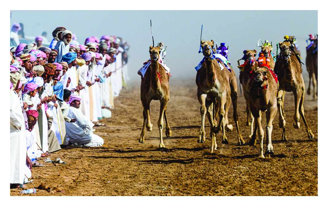 उंटांच्या शर्यती : सौदी अरेबियनांचा आवडता छंद.