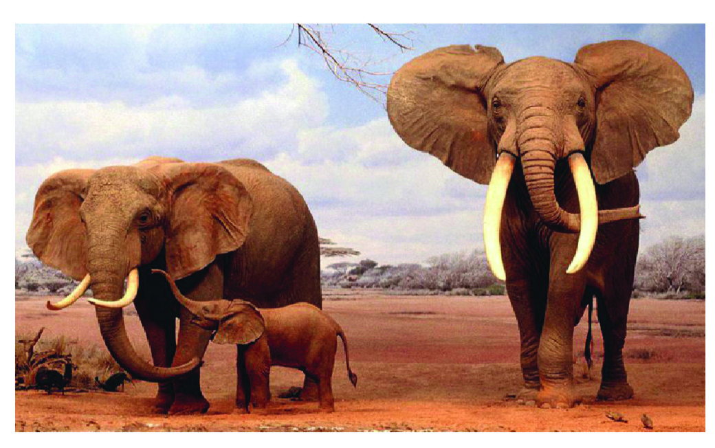 आफ्रिकी हत्तीचे पिलासह जोडपे