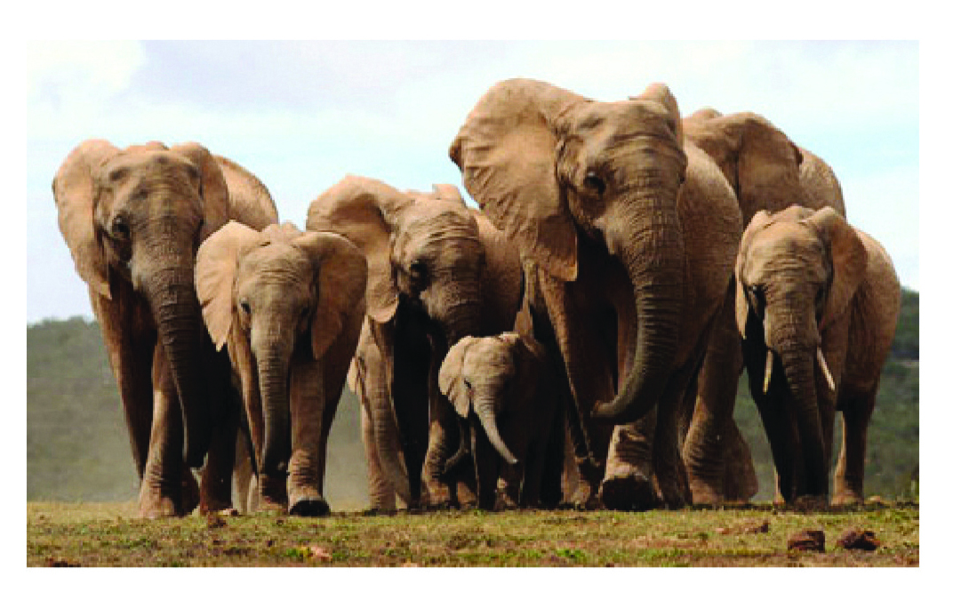 आफ्रिकी हत्तींचा कळप