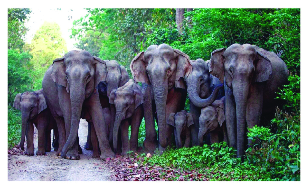 आशियाई हत्तींचा कळप