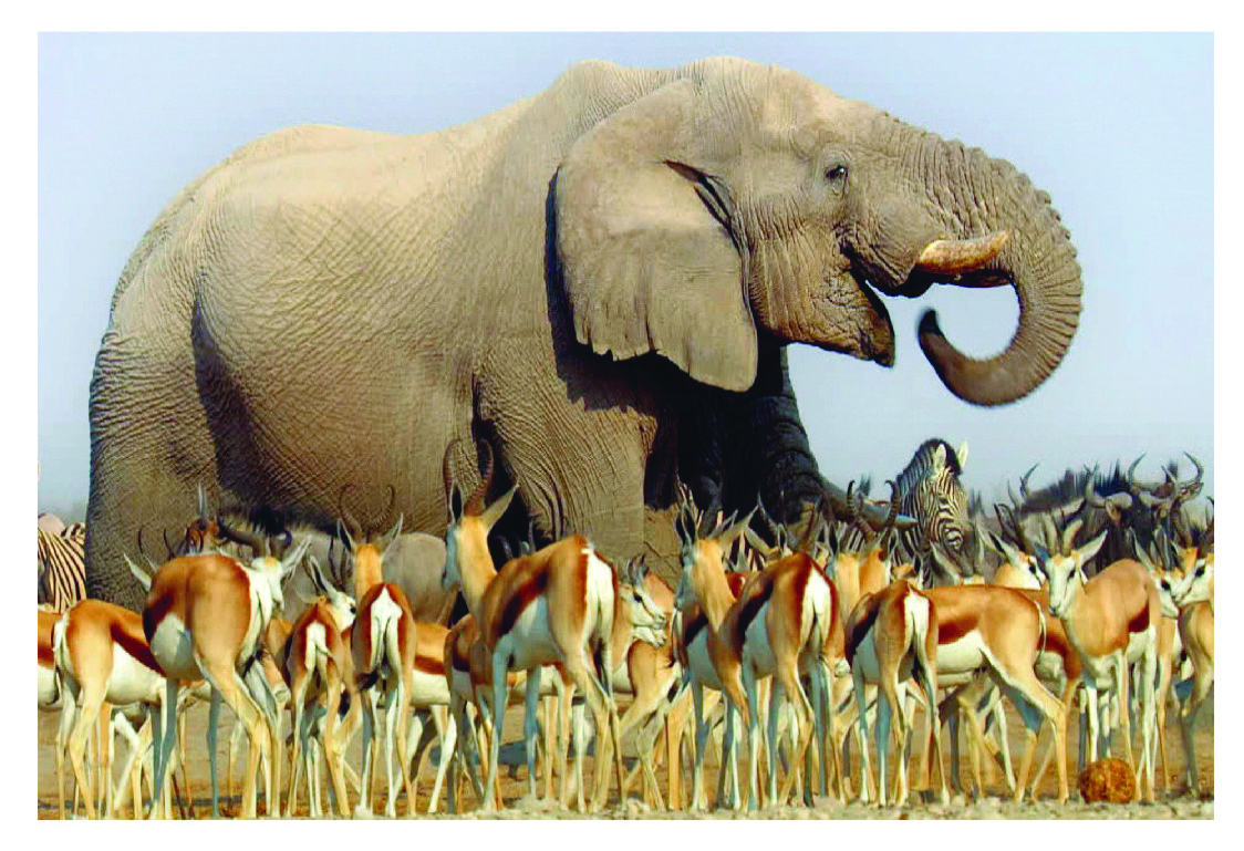 आफ्रिकी हत्तीची भव्यता ( लोक्झोडोंटा आफ्रिकाना)