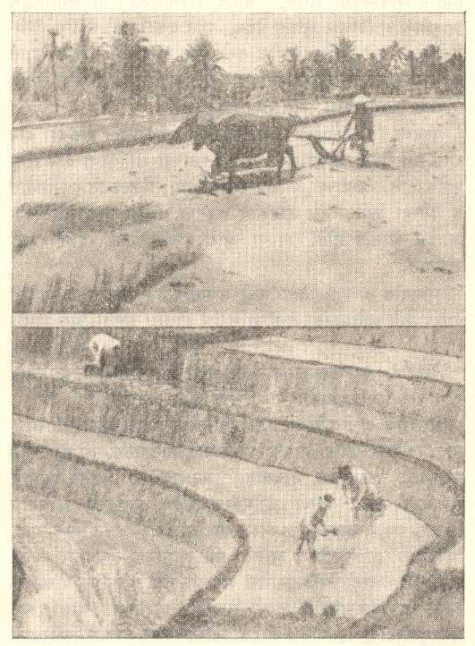 भातशेतीची दृश्ये, बाली बेट : (१) वरचे- लागवडपूर्व जमिनीची मशागत, (२) खालचे- पायऱ्यांच्या भातशेतीचा नमुना.