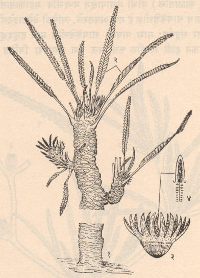 आ.४. विल्यम्सोनिया सीवार्डियाना (१) वृक्ष, (२) पान (टायलोफायलम), (३) नर-फूल (वि.व्हिटबिएन्सिस), (४) लघुबीजुकपर्ण.