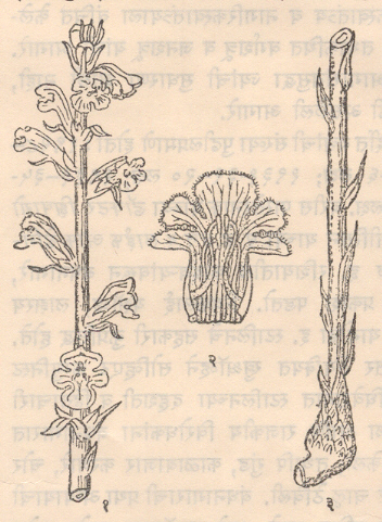 बंबाखू (ऑरोबँकी इंडिका) : (१) फलोरा (खोडाचा वरचा भाग), (२) फूल (पुष्पमुकुट व केसरदले), (३) खोडाचा तळभाग.