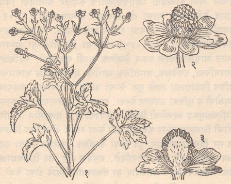 इंडियन बटरकप : (१) वनस्पतीची फुलोऱ्यासह फांदी, (२) फूल, (३) फुलाचा उभा छेद.
