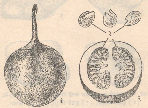 आ. ३. बटाटा : फळ : (१)मृदुफळ, (२) उभा छेद, (३) बिया.