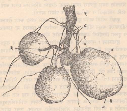 आ. ४. बटाटा :झाडाचा जमिनीखालील भाग : (१) बेण्याची फोड, (२) मुख्य खोड, (३) तिरच्श्रर, (४) बटाटा, बट्याटाचा तळ, (६) शेंडा, (७) कोंबासहित डोळा, (८) मुळे.